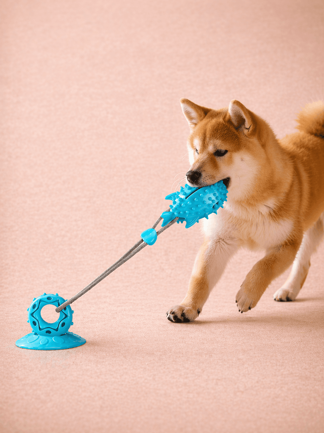 Blue TPR suction cup tug and chew toy